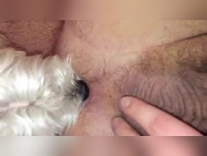 Bestiality: A dog takes care of her master