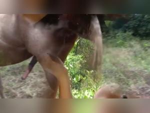 Bestiality videos featuring horses and women