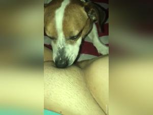 Dog Licking: A Sensual and Forbidden Experience