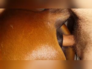 Animal Exploitation : Explicit Bestiality Acts