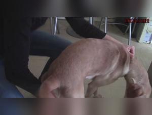 Mature woman and her dog: a zoophilia video not to be missed