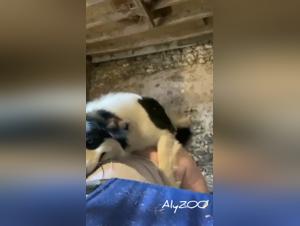 Bestiality porn video in France: Wife and dog engage in intense sex