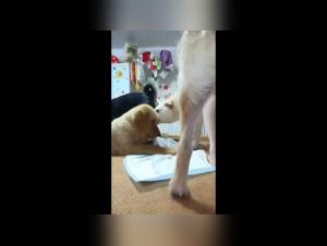 Pack of Dogs Attack a Young Chinese Girl