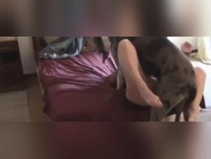 Bestiality sex videos: Women and dogs in hard scenes