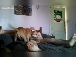 Bestiality sex video: Woman and her dog