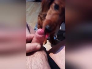 POV blowjob with a dog loving small penises