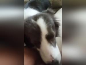 Bestial pleasure: a girl and her dog