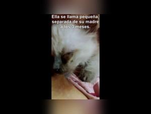 Zoophilia video with a kitten