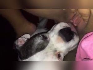 Zoophilia video: female dog and woman in an intense scene