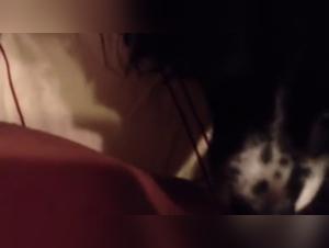 Sex with Dog Video - Extreme Zoophilia