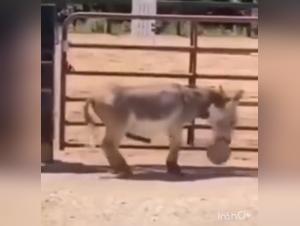 forbidden fantasies explored