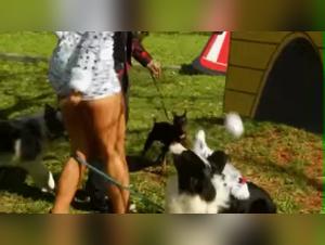 Bestiality sex video: she really wants it?