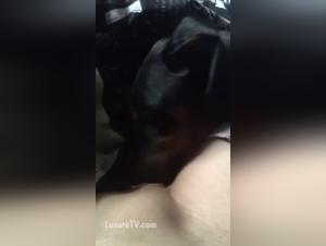 Harley Quinn: A Beastly Adventure - An Exciting and Extreme Experience