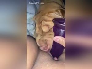 Dog Licking Adventure