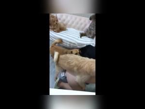 Milf in bestiality sex video with dog