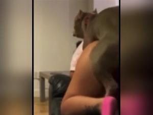 Understanding Bestiality