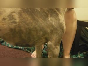 Unprecedented bestiality record: sex videos with dogs and extreme moments