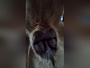 Zoophilia video with a Naples Mastiff: Animal ecstasy