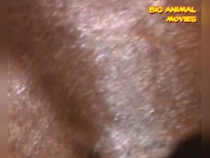 Videos of zoophilia with horses