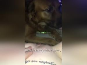 Bestiality sex scene with a dog