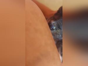 K9 Dog Deception: Truth Unveiled