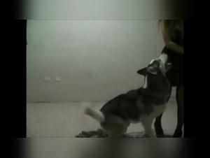 Chicas asiaticas que tienen sexo con perro - videos sexo