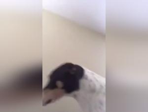 Woman and Dog: A Forbidden Meeting