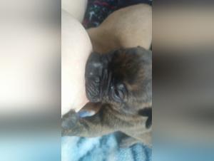 Hungry dogs fulfill their bestial desires