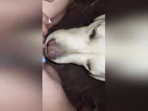 Sex with a Dog Video: A Bestial and Exciting Experience