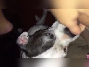 Sex video with a dog: an intense bestial experience