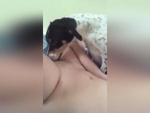 Bestiality sex: dog licks the intimacy of a teenage girl
