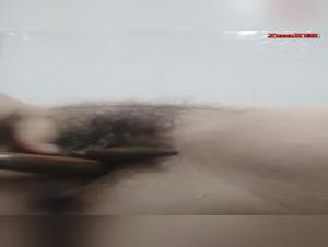 bestiality story animalpornrocks