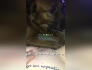 Bestiality: A Woman and Her Four-Legged Companion