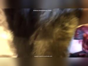 bestial love and dog videos