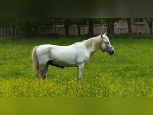Excited horse in the meadow - Zoophilia video