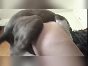 Bestiality with a pitbull: a woman shares her bed with a dog