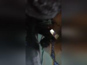 Forbidden meeting: woman and dog