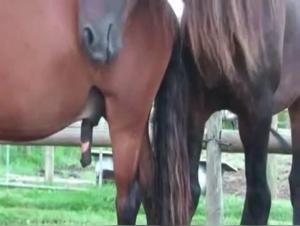 Videos of Bestiality with Horses - Explore the Limits of the Extreme