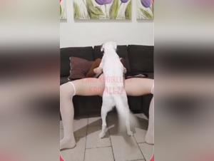 Bestiality Porn Videos: Intense Sex with a Dog