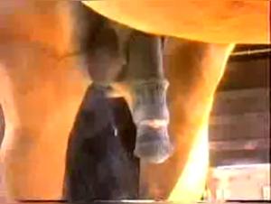 Bestiality: The Virile Horse and the Woman