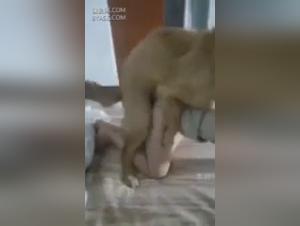 Woman and dog: a beastly encounter