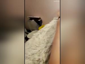 Woman submissive and dominated by a dog: an extreme zoophilia video