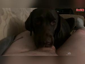 extreme animal domination