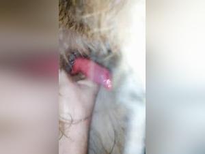 Bestiality Sex Video: An Intense Experience