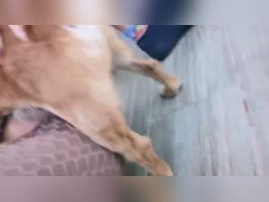 Untamed Instinct: Canine Allure Unleashed