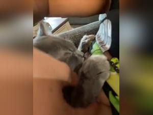 Bestial video: a pussy satisfied by a dog