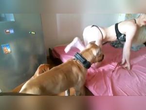 Amateur Bestiality: A Blonde and Two Dogs