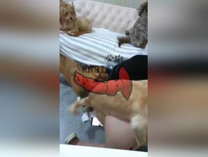 Sex with Dog, Hottest Stories of Women and Dogs Having Sex, Zoophilic Content for All Lovers