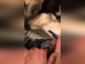 First Experience of Zoophilia