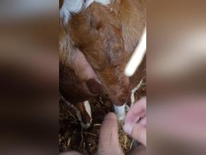 Exploring Zoophilic Desires: Animal Intimacy